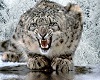 (K) Snow Leopard