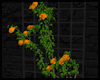 Trellis ~ Golden Orange