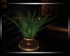 ** Promise Potted Plant