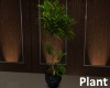 Tall plant