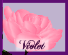 (V) Pink rose holding