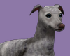 EDEN BluBrin GreyHound