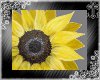 Sunflower Canvas 1