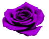 Single Purple rose flow