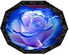 blue rose 