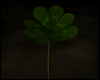 G|Four Leaf Clover