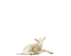 Animals-Lamb 2
