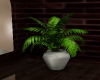 SN  Palm tree plant