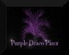 The Purple Draco Plant
