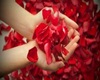 rose petals