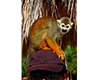 Spidermonkey