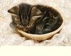 Kitten in bowl sticker