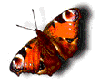 Orange Butterfly
