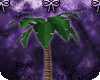 [HK] Single Palm Tree