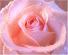 rose animated