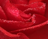 Red Rose Baby Breath
