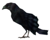 Crow Animated