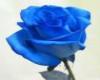 THE BLUE ROSE
