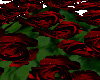 [kyh]delano roses