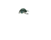 ANIMATED TURTLE