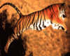 Tiger/Panther Room