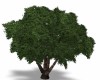 Animated Tree