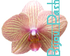 Small Orchid Sticker