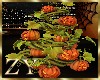 ZY: Pumpkin Plants