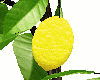 Lemon ▲ Plant