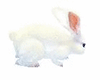 Rabbit Conejo Blanco