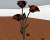 Spider Roses/animated