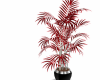dark side red plant