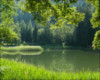 Summer lake backdrop