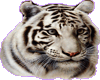 Ali-tiger4