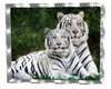 pic  of tigers
