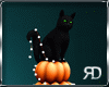 Pumpkin Cat