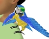 Parrott on shoulder Trig
