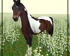 My Beautiful Paint Horse