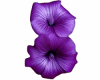 6v3| Purple Flowers