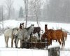 EP Horses In Snow