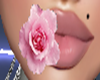 Mouth pink rose