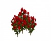 Red Rose Flower Bushes