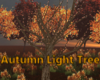 Autumn Light Tree