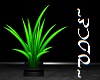 ~v~ Palm Plant