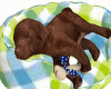 Sleeping Puppy Dog Lover