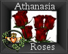 ~QI~ Athanasia Roses