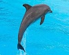 Delfin Con Pose