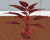 LL-Plant Ravishing Red
