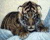 Tiger cub2