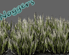 Long line of Shrubs